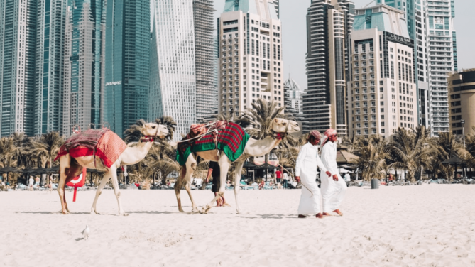 Camels on a beach in Dubai